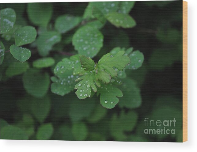 Plant Wood Print featuring the photograph Rain drops by Heather L Wright