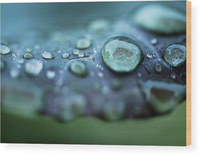 Outdoors Wood Print featuring the photograph Rain Drops by Helen Yin