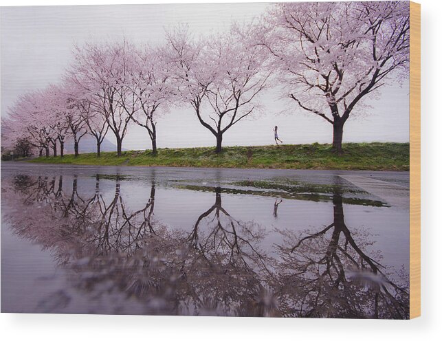 Cherry Wood Print featuring the photograph Rain Of Spring by Kouji Tomihisa