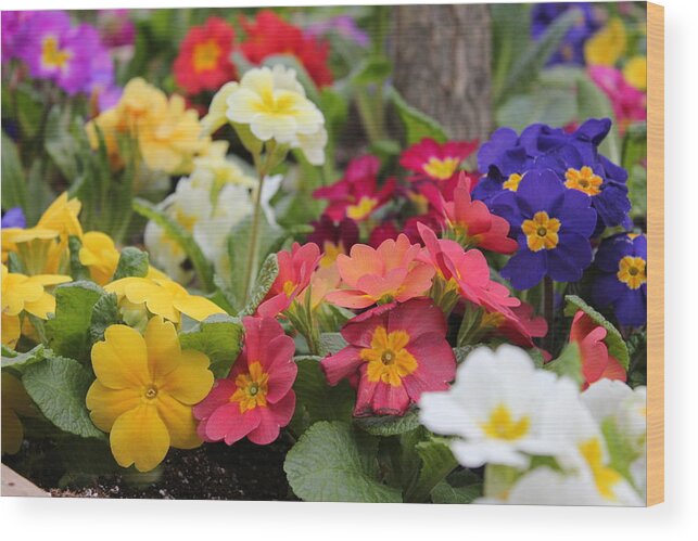 Flowers Wood Print featuring the photograph Rainbow Alive by Ruth Kamenev
