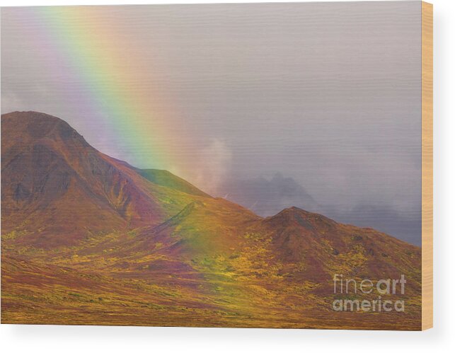 00431055 Wood Print featuring the photograph Rainbow Over Fall Tundra in Denali by Yva Momatiuk John Eastcott