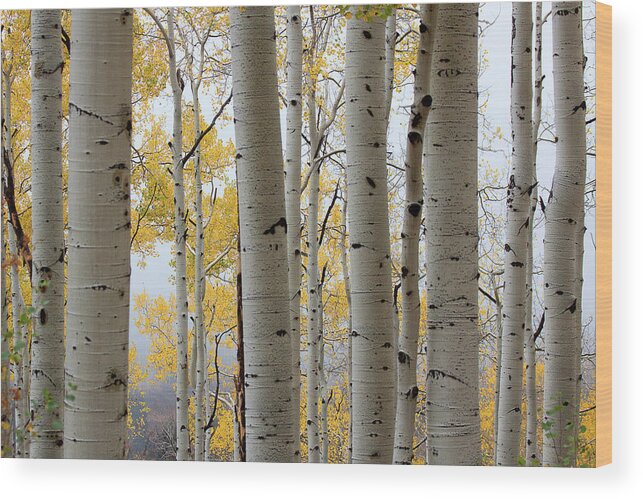 Autumn Colors Wood Print featuring the photograph Rainy Day Aspen by Jim Garrison