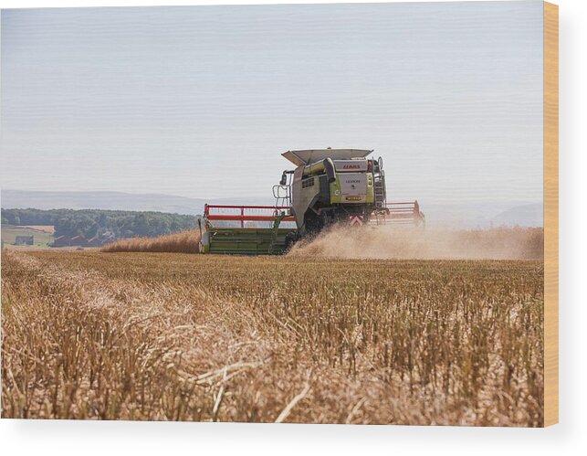 Rapeseed Wood Print featuring the photograph Rapeseed Harvesting by Lewis Houghton/science Photo Library