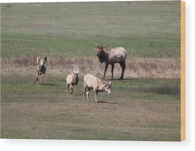 Elk Wood Print featuring the photograph Rare Encounter by Shane Bechler