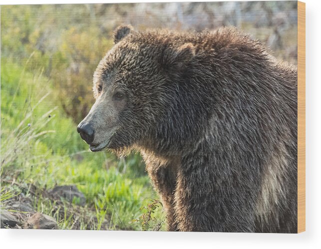 Grizzly Bear Wood Print featuring the photograph Raspberry At Dawn by Yeates Photography