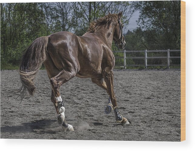 Horse Wood Print featuring the photograph Raw Power by Robert Krajnc