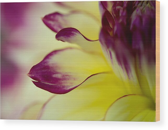 Floral Wood Print featuring the photograph Reach Out by Mary Jo Allen