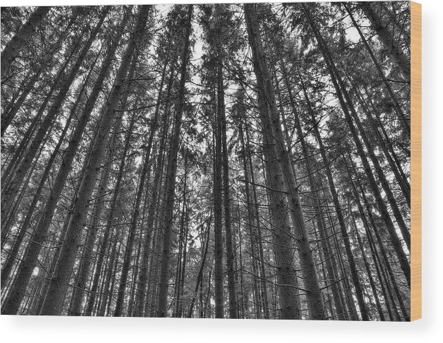 Trees Wood Print featuring the photograph Reaching Pines by Don Nieman