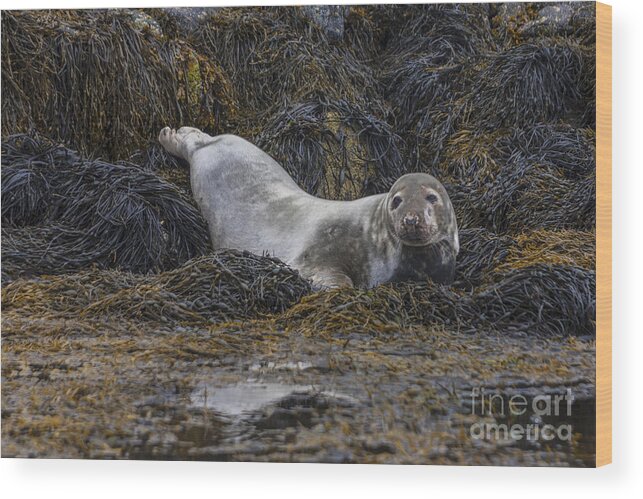 Harbor Wood Print featuring the photograph Ready For a Swim by Diane Macdonald