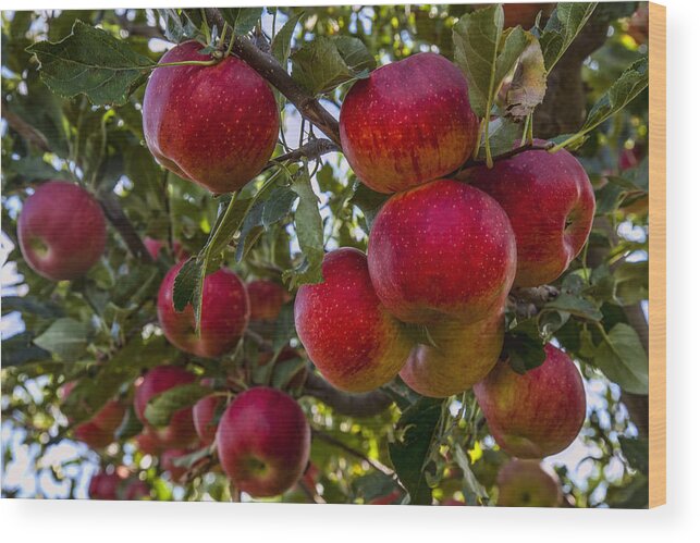 Apples Wood Print featuring the photograph Ready for Picking by Diana Powell