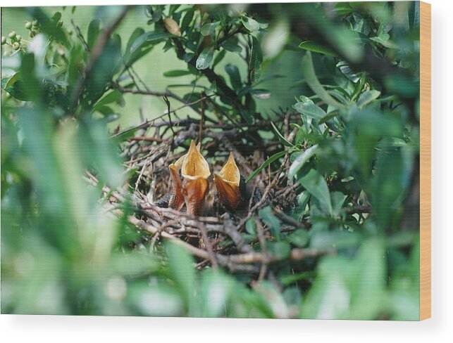 Birds Wood Print featuring the photograph Ready When You Are by Cindy Clements