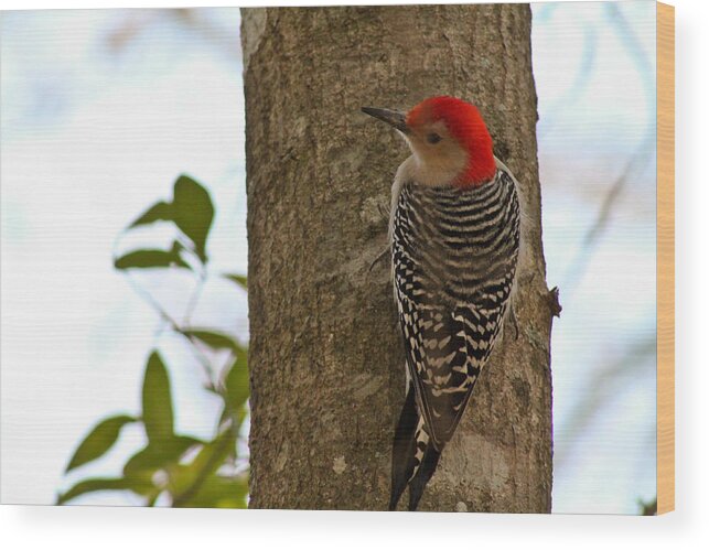 Bird Wood Print featuring the photograph Red Bellied Woodpecker by Jessica Brown