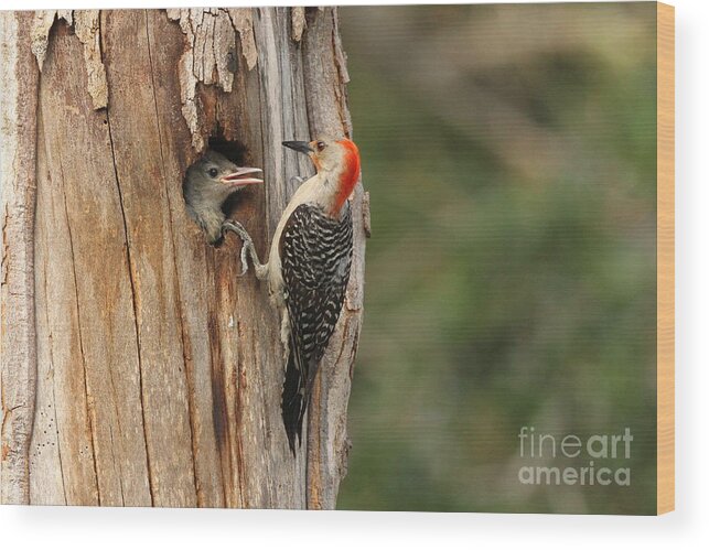 Nesting Woodpeckers Wood Print featuring the photograph Red-bellied Woodpecker with Chick by Jennifer Zelik
