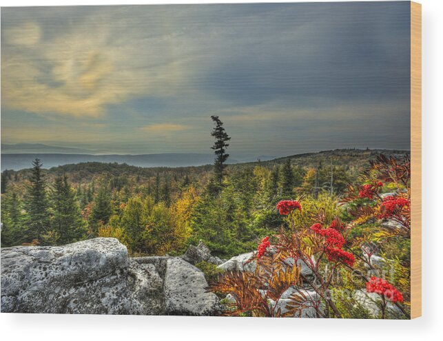 Red Berries Wood Print featuring the photograph red berries at Bear Rock in Dolly Sods by Dan Friend