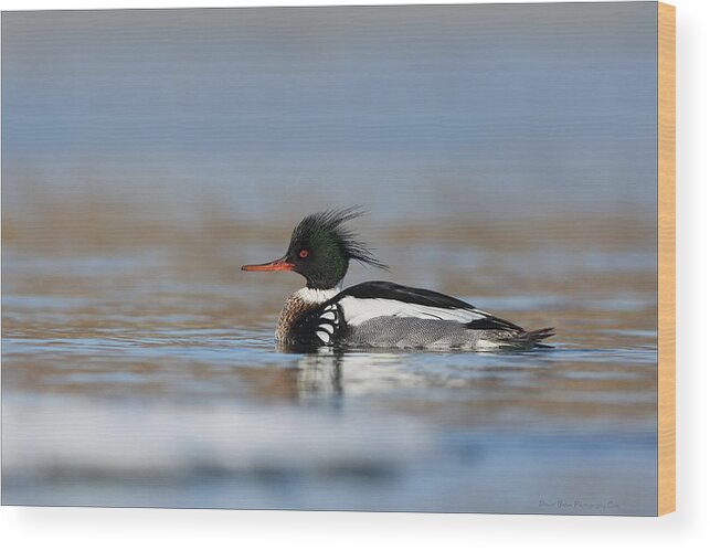 Red Breasted Merganser Wood Print featuring the photograph Red Breasted Merganser by Daniel Behm