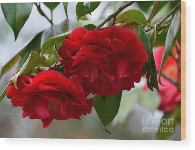 Red Camelias Wood Print featuring the photograph Red Camelias by Maria Urso