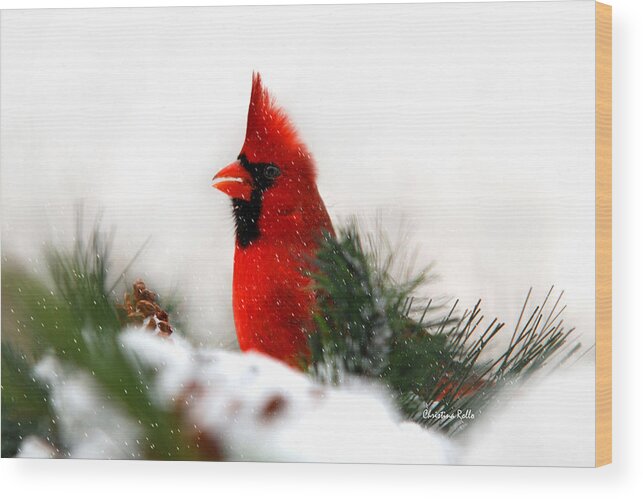 Cardinal Wood Print featuring the photograph Red Cardinal by Christina Rollo