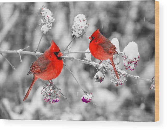 Cardinal Wood Print featuring the photograph Red Cardinals in the Snow by Anthony Sacco