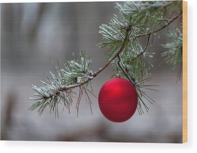 Terry D Photography Wood Print featuring the photograph Red Christmas Ball Branch by Terry DeLuco