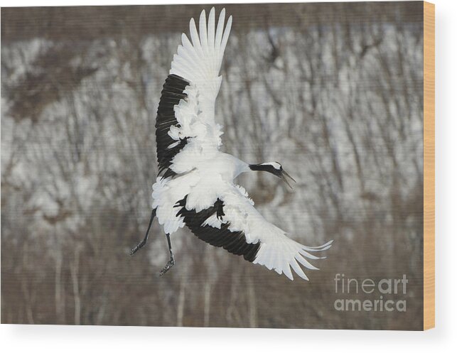Asia Wood Print featuring the photograph Red-crowned Crane by John Shaw