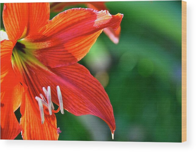 Flowers Wood Print featuring the photograph Red Day Lily in Hawaii by Lehua Pekelo-Stearns