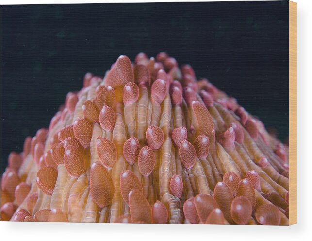 Flpa Wood Print featuring the photograph Red Disc Coral Polyps Sulawesi by Colin Marshall