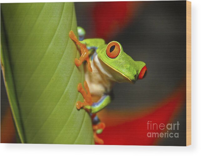 Wildlife Wood Print featuring the photograph Red Eyed Leaf Frog by Bob Hislop