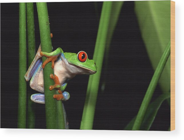 Animal Themes Wood Print featuring the photograph Red-eyed tree frog clinging to plant by Comstock Images