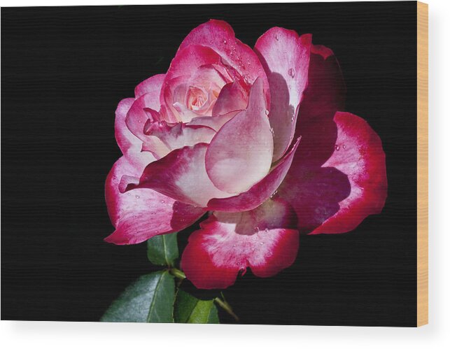 Rose Wood Print featuring the photograph Red Flame by Doug Norkum