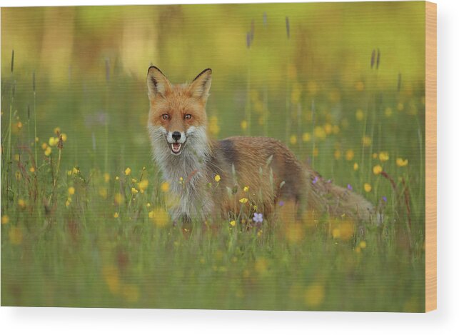 Fox Wood Print featuring the photograph Red Fox by Assaf Gavra