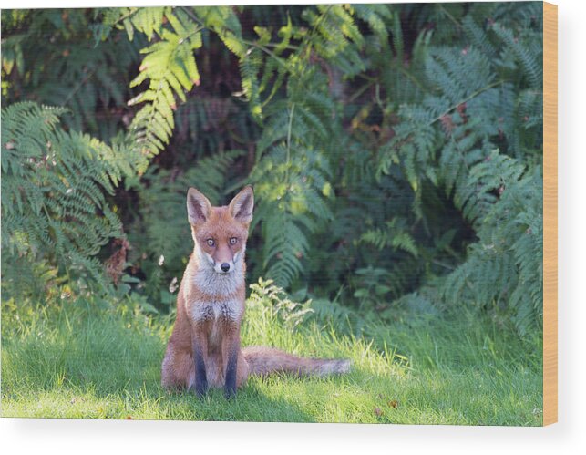England Wood Print featuring the photograph Red Fox Cub And Bracken by James Warwick