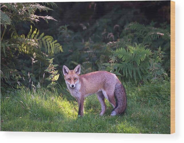 Conspiracy Wood Print featuring the photograph Red Fox Cub At The Edge Of A Forest by James Warwick