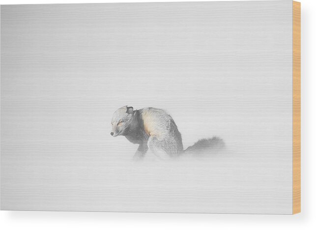 Yellowstone Wood Print featuring the photograph Red Fox in Winter Storm by Bill Cubitt