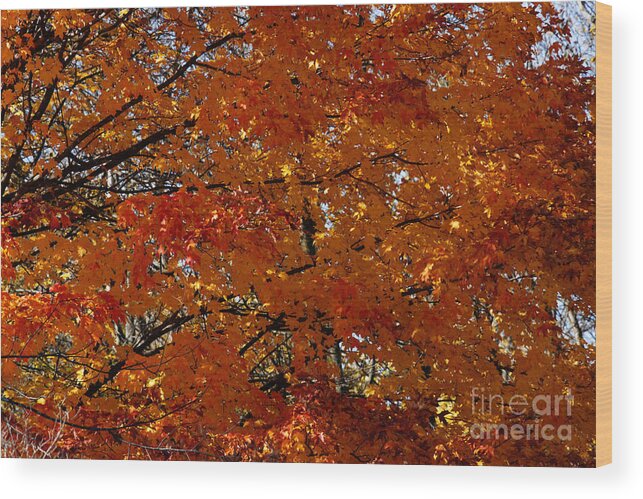Maple Tree Wood Print featuring the photograph Red Gold Autumn by Linda Shafer