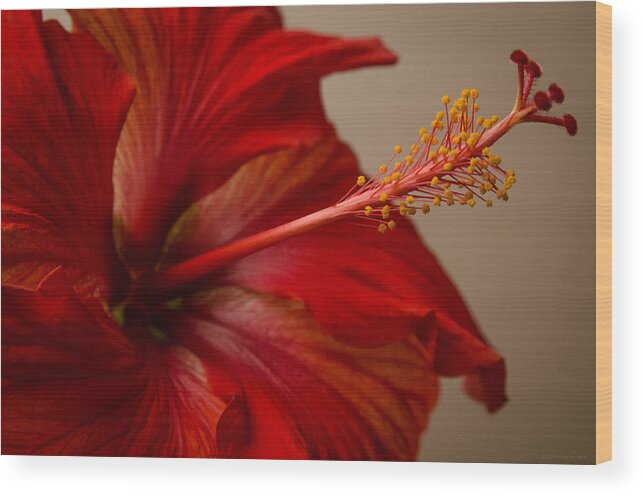 Fjm Multimedia Wood Print featuring the photograph Red Hibiscus 5 by Frank Mari
