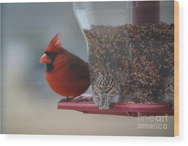 Red Wood Print featuring the photograph Red Hunger by Barb Dalton