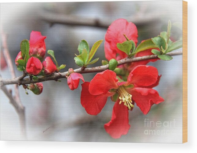 Japanese Quince Wood Print featuring the photograph Red Japanese quince by Yumi Johnson