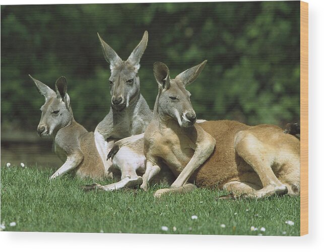 Feb0514 Wood Print featuring the photograph Red Kangaroo Trio Relaxing Australia by Konrad Wothe