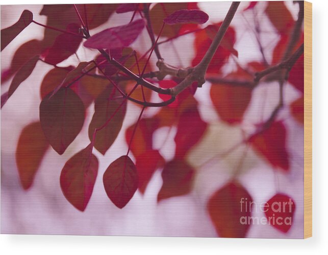 Red Leaves Wood Print featuring the photograph Red Leaves - Euphorbia Cotinifolia - Tropical Smoke Bush by Sharon Mau