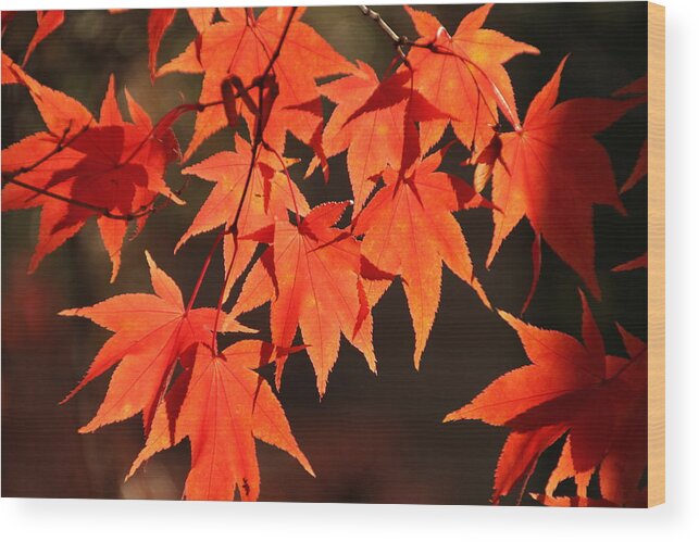 Japanese Maple Tree Wood Print featuring the photograph Japanese Maple Leaves in Fall by Valerie Collins