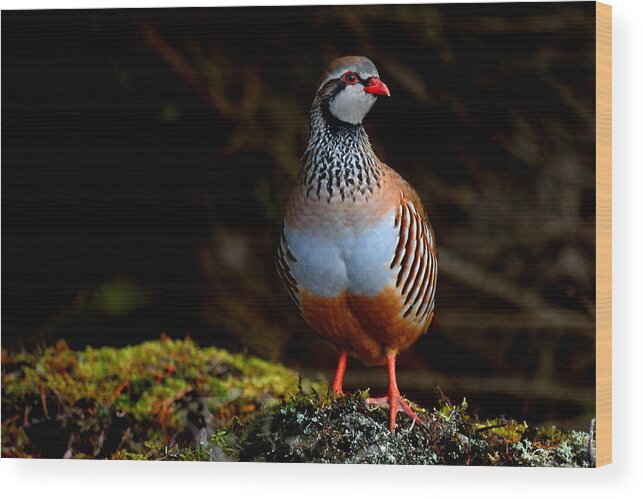 Red-legged Partridge Wood Print featuring the photograph Red-legged Partridge by Gavin Macrae