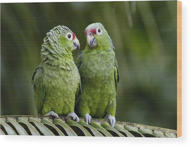 Feb0514 Wood Print featuring the photograph Red-lored Parrots Ecuador by Pete Oxford