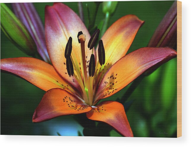 Lily Bloom Wood Print featuring the photograph Red Magic Daylily by Lesa Fine