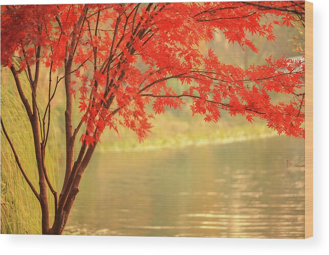 Scenics Wood Print featuring the photograph Red Maple Besides River by Uschools