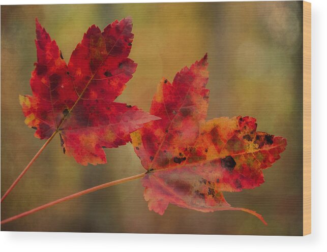 Leaves Wood Print featuring the photograph Red Maple Leaves by Cathy Kovarik