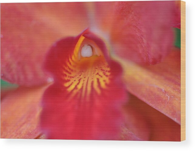 Red Wood Print featuring the photograph Red orchid by Sue Morris