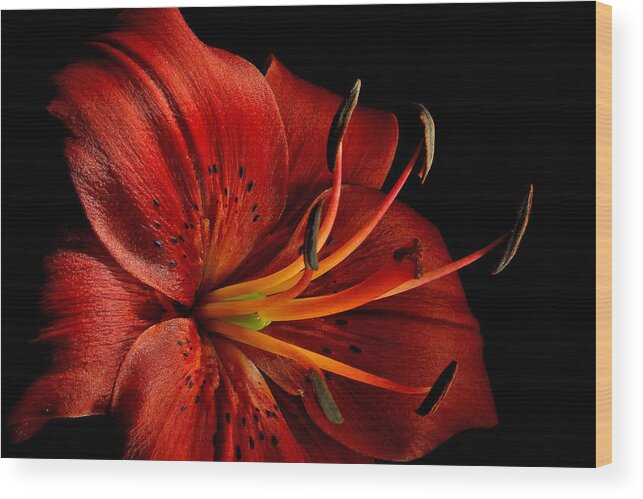 Red Oriental Lily Close Bright - Greg Sava Wood Print featuring the photograph Red Oriental Lily Close Bright by Greg Sava