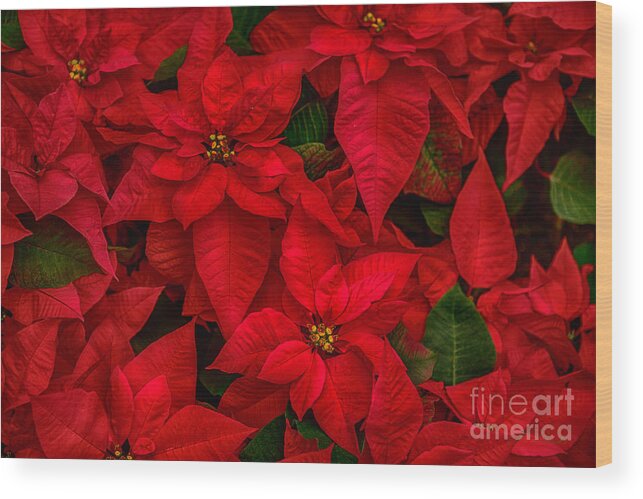 Red Poinsettia Wood Print featuring the photograph Red Poinsettia Christmas Star HDR by Iris Richardson