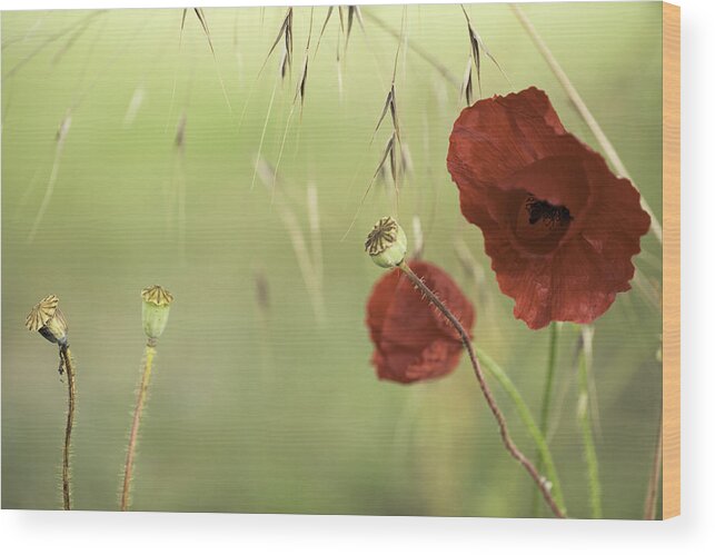 Red Poppies Wood Print featuring the photograph Red Poppies Background by Dirk Ercken