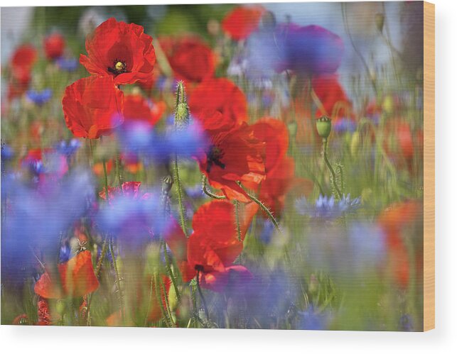 Poppy Wood Print featuring the photograph Red Poppies in the Maedow by Heiko Koehrer-Wagner